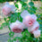 Rose, The Wedgwood Climbing Rose