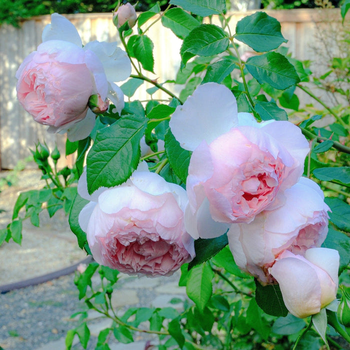 Rose, The Wedgwood Climbing Rose
