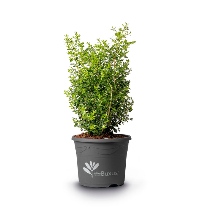 Boxwood, BetterBoxwood® Skylight™ Boxwood