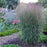 Grass, Prairie Winds® Apache Rose Switch Grass