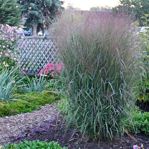 Grass, Prairie Winds® Apache Rose Switch Grass