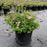 Spiraea japonica 'Little Princess'  - Little Princess Spirea