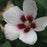 Hibiscus, PW® Lil' Kim® Hibiscus