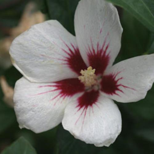 Hibiscus, PW® Lil' Kim® Hibiscus