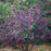 Beautyberry, Pearl Glam® Beautyberry