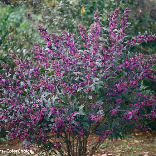 Beautyberry, Pearl Glam® Beautyberry