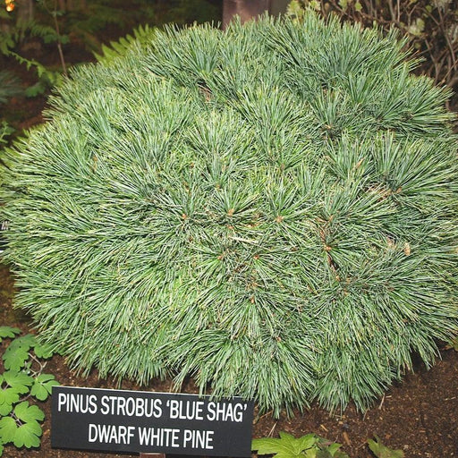 Pine, Blue Shag White Pine