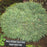 Pine, Blue Shag White Pine