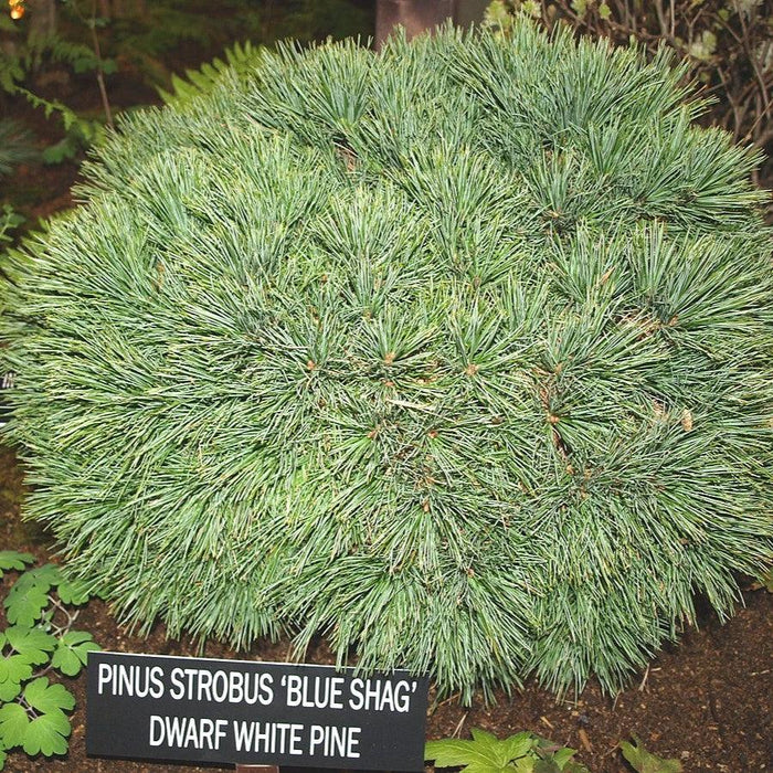 Pine, Blue Shag White Pine