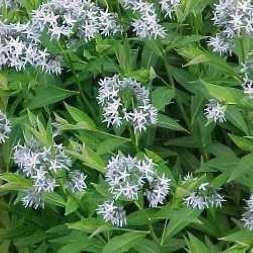 Blue Star, Willow-leaf Blue Star