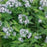 Blue Star, Willow-leaf Blue Star