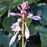 Hosta, Lakeside Paisley Print Hosta