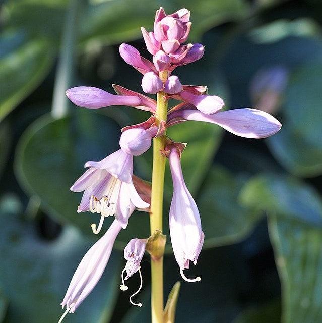 Hosta, Lakeside Paisley Print Hosta
