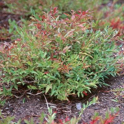 Blueberry, Burgundy Lowbush Blueberry