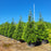 Arborvitae, Green Giant Arborvitae