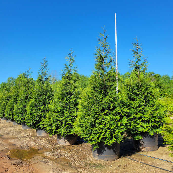 Arborvitae, Green Giant Arborvitae