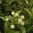 Buttonbush, Sugar Shack® Buttonbush