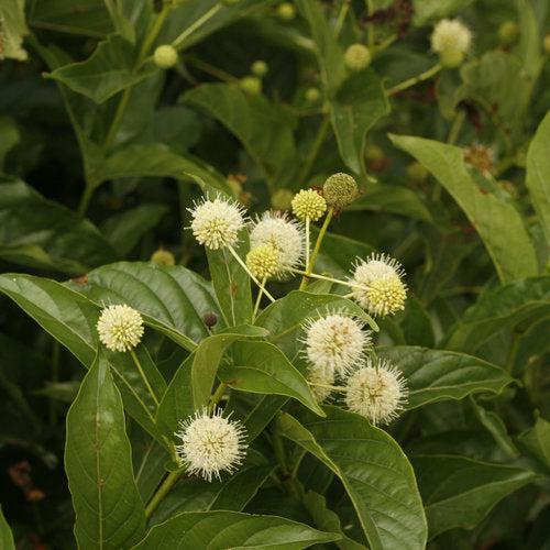 Buttonbush, Sugar Shack® Buttonbush