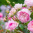 Rose, Silas Marner® Rose