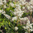 Astilbe, Vision in White Chinese Astilbe