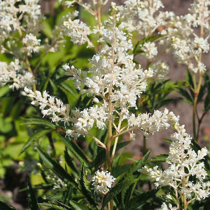 Astilbe, Vision in White Chinese Astilbe