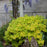 Spiraea japonica 'Yan'  - Double Play® Gold Spirea