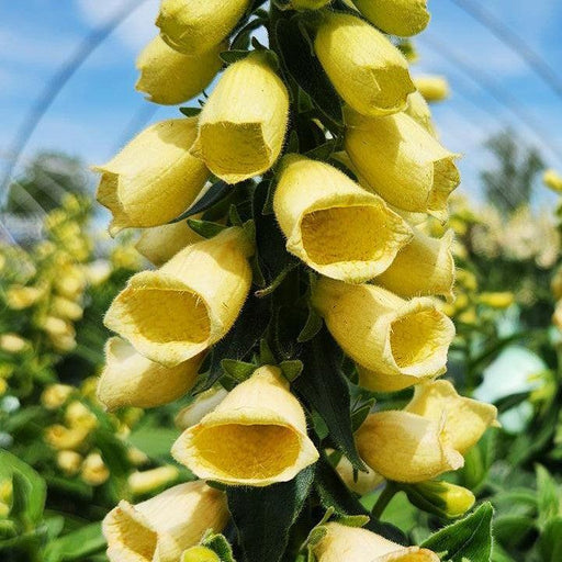 Foxglove, Carillon Foxglove