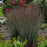 Grass, Blue Paradise Little Bluestem