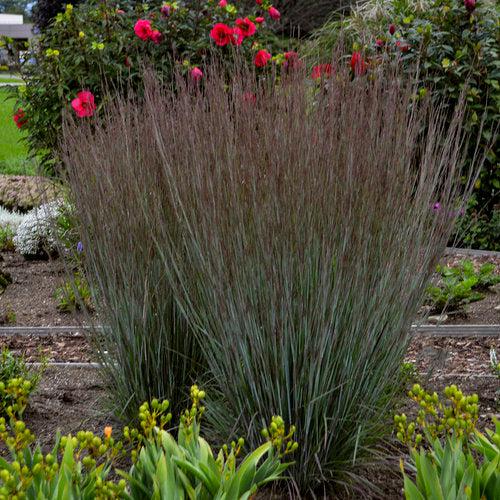 Grass, Blue Paradise Little Bluestem