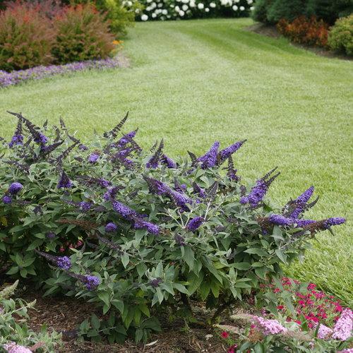 Butterfly Bush, Pugster Blue® Dwarf Butterfly Bush