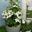 Clematis, Guernsey Flute™ Clematis