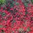 Dianthus, Fruit Punch® Maraschino Dianthus