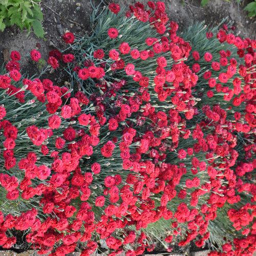 Dianthus, Fruit Punch® Maraschino Dianthus