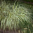 Sedge, Feather Falls Sedge