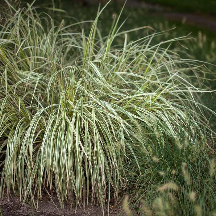 Sedge, Feather Falls Sedge