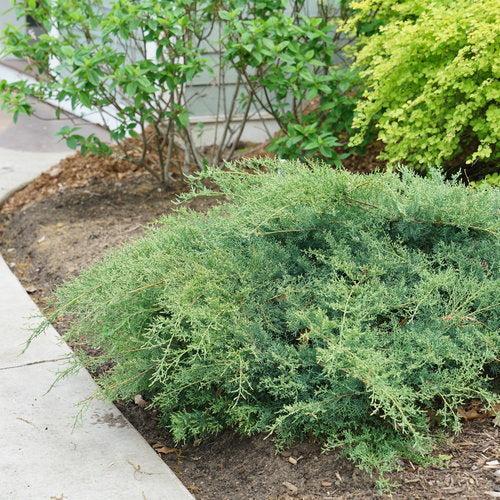 Juniper, PW® Montana Moss® Juniper