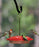 Ultra Hummingbird Feeder, 12oz capacity