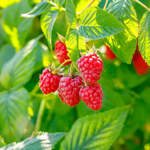 Raspberry, Heritage, 2 gal. (10-15 in)