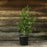 Arborvitae, Green Giant Arborvitae