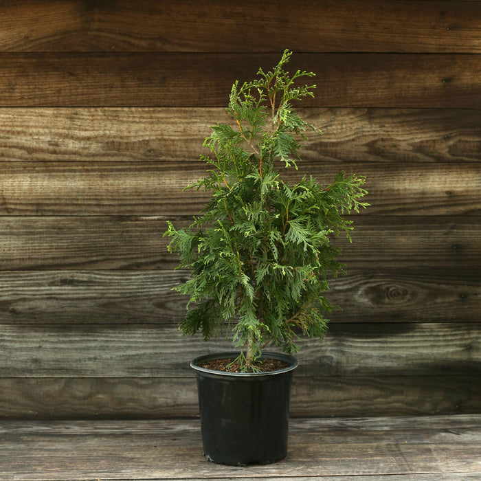 Arborvitae, Green Giant Arborvitae