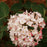 Viburnum, Spice Baby Viburnum