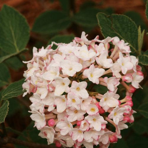 Viburnum, Spice Baby Viburnum