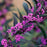 Beautyberry, Pearl Glam® Beautyberry