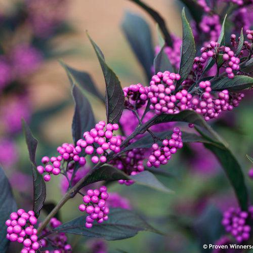 Beautyberry, Pearl Glam® Beautyberry