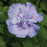 Hibiscus, Blue Chiffon® Hibiscus