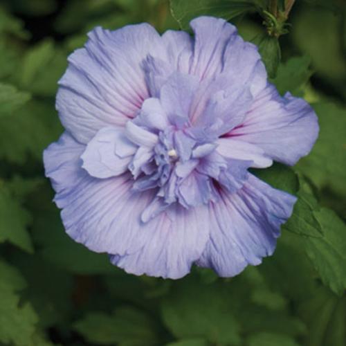 Hibiscus, Blue Chiffon® Hibiscus