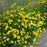 Tickseed, Zagreb Threadleaf Tickseed