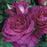 Rose, Intrigue Floribunda Rose