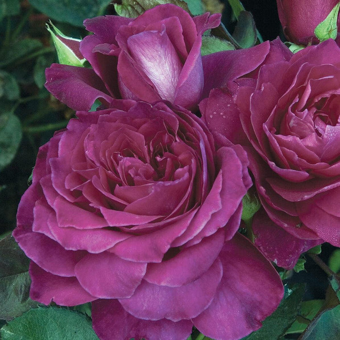 Rose, Intrigue Floribunda Rose