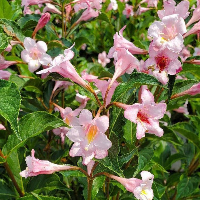 Weigela, Sonic Bloom® Pure Pink Reblooming Weigela